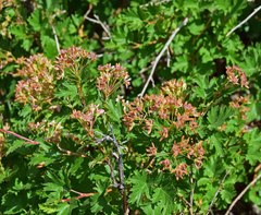 Physocarpus monogynus