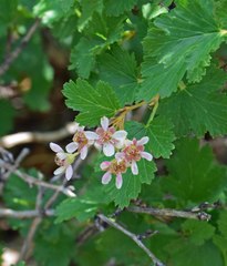 Physocarpus monogynus