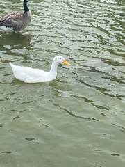 Anas platyrhynchos domesticus