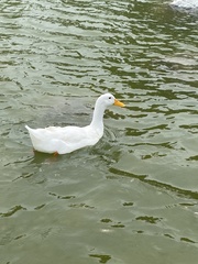 Anas platyrhynchos domesticus