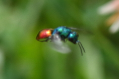 Hedychrum gerstaeckeri