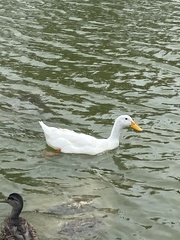 Anas platyrhynchos domesticus