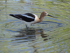 Recurvirostra americana
