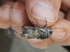 Cicadatra atra