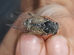 Cicadatra atra