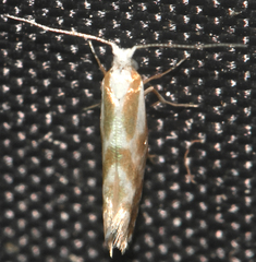 Argyresthia freyella