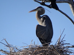 Ardea herodias