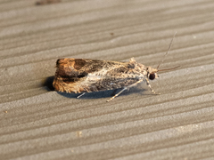 Olethreutes hamameliana