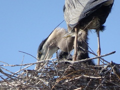 Ardea herodias