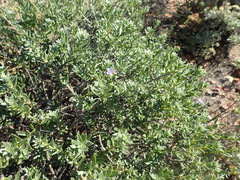 Lobostemon echioides