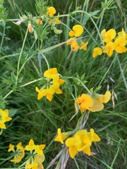 Lotus corniculatus