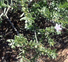 Lobostemon echioides