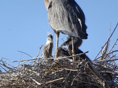 Ardea herodias