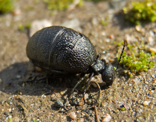 rugged oil beetle (Meloe rugosus) · iNaturalist