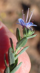 Lobostemon echioides