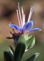 Lobostemon echioides