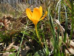 Crocus flavus