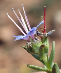 Lobostemon echioides