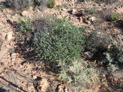 Lobostemon echioides