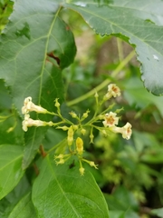 Thyrsanthella difformis