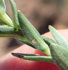 Lobostemon echioides