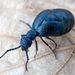 Oil Beetles - Photo (c) katunchik, some rights reserved (CC BY), uploaded by katunchik