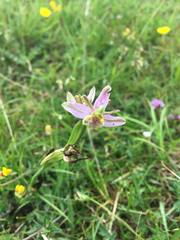 Ophrys apifera trollii