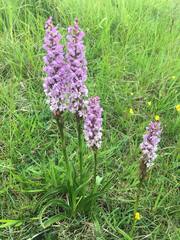 Gymnadenia conopsea