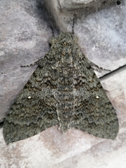 Manduca muscosa