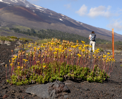 Haplopappus glutinosus