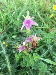 Ophrys apifera trollii