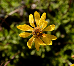 Haplopappus glutinosus