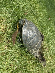 Trachemys scripta elegans
