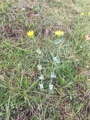 Blackstonia perfoliata