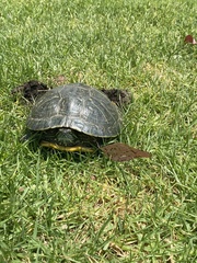 Trachemys scripta elegans