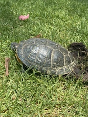 Trachemys scripta elegans