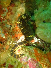 Hippocampus comes