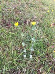 Blackstonia perfoliata