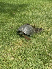 Trachemys scripta elegans