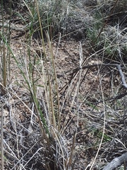 Hesperostipa comata