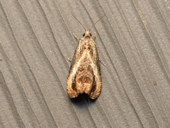 Olethreutes hamameliana