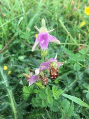 Ophrys apifera trollii
