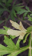 Calycomyza artemisiae