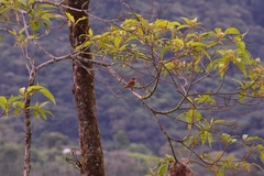 Pachyramphus rufus