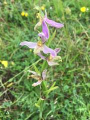 Ophrys apifera trollii