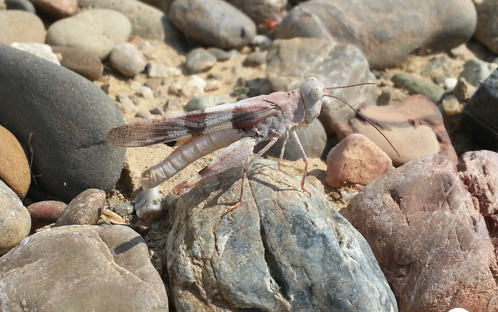 Trimerotropis pacifica