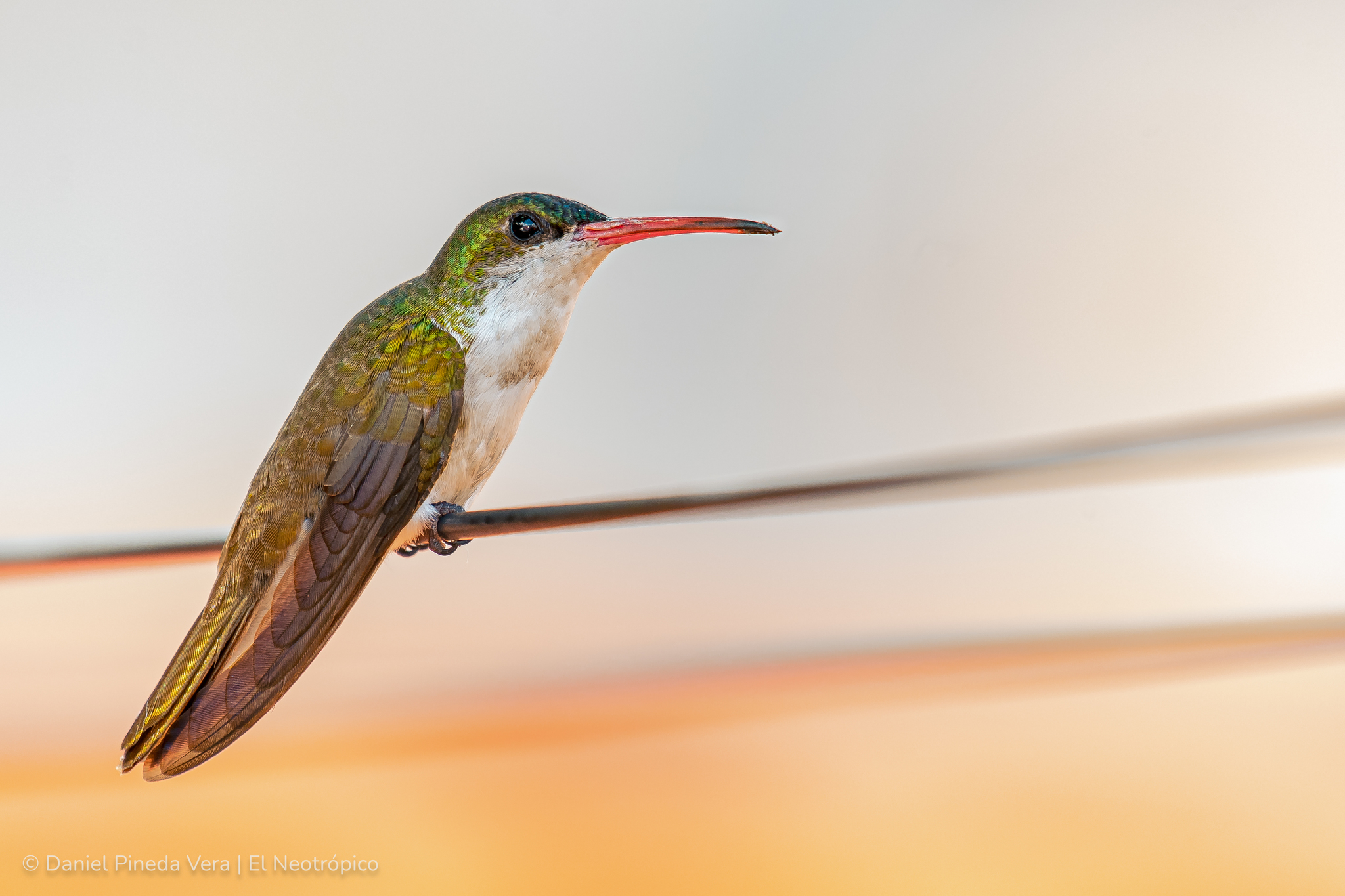 Green-fronted Hummingbird illustration