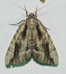 Catocala angusi