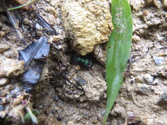 Pseudoxycheila bipustulata