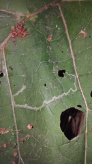 Phytomyza lappae